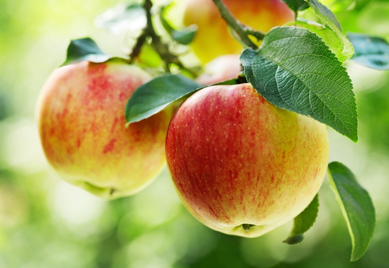 Red apples on tree